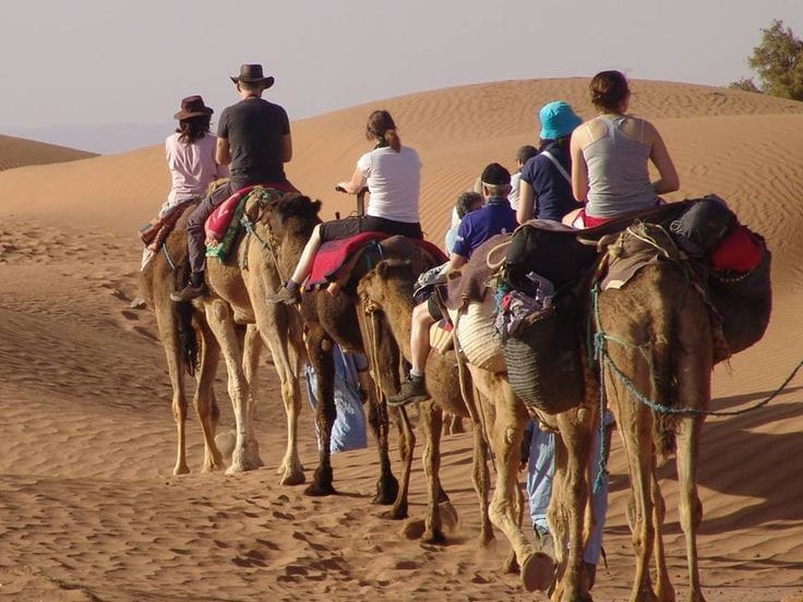 Traditional desert camel caravan